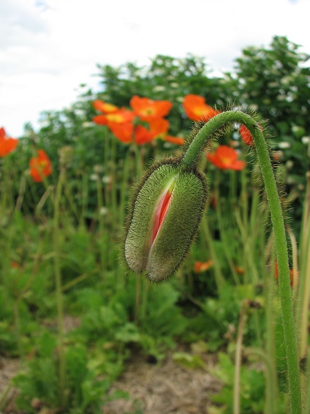 ポピーの開花前ってこんな感じで、ミステリアスなんです！