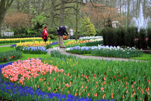 有名観光地･リッセにあるキューケンホフは、世界中からの人びとを魅了する『花三昧の公園』だ。