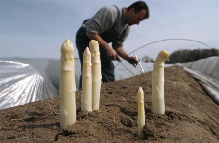 収獲を待つ白いアスパラガス