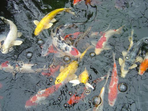 鯉は『ヤパンセ･カーパー』と呼ばれ、人気がある。