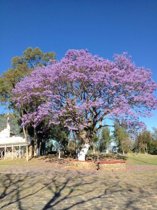 町を彩るハカランダの青紫の花。