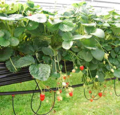 自宅で栽培する人も多いイチゴ。さて、味のほうは？