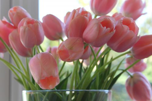 オランダでは母の日にチューリップも人気