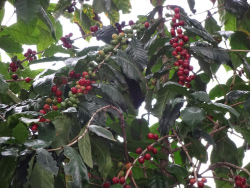 サンパウロ市内の公園の片隅で赤く熟したコーヒーの果実