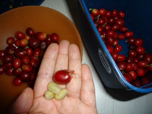 サンパウロの個人の庭木から摘み取ったコーヒーの果実と中の種子