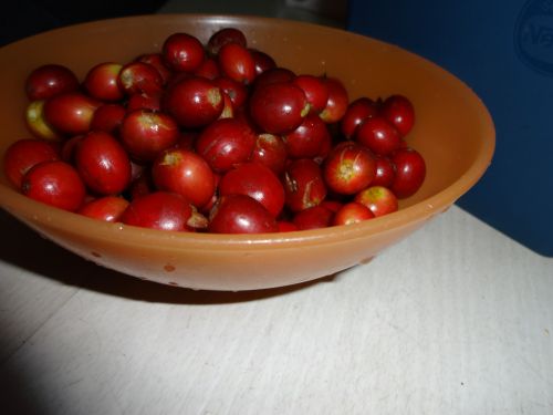 サンパウロの個人の庭木から摘み取ったコーヒーの果実