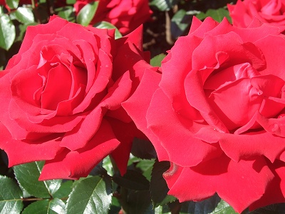 きれいに植えられた真っ赤な情熱の（？！）バラ。満開でした！