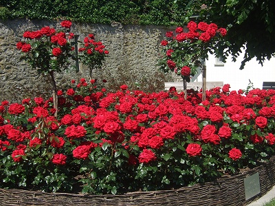 村の入り口で、訪れる人々を迎えるバラの花壇。