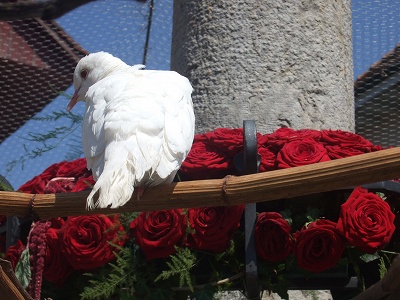 噴水もバラで飾りつけされ、白いハトたちが水場で涼をとっていました。