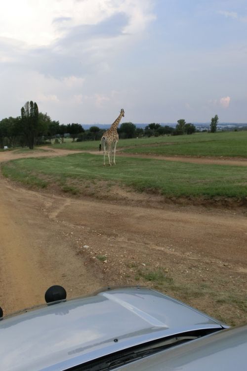 車から、結構な至近距離で動物を見られます。ライオンはライオンだけで仕切られたエリアにいますが、手の届きそうな距離まで車で寄ることもできます。