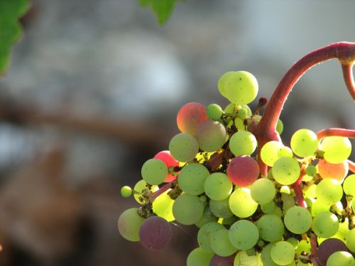 コーダリー基礎化粧品の必須品のブドウ