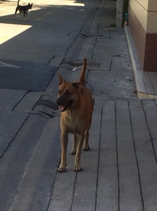 貫禄たっぷり、繁殖力抜群のリーダー犬