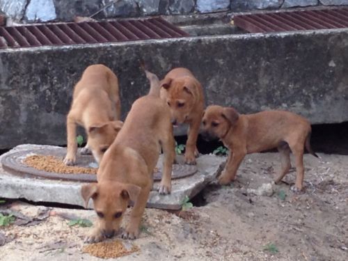 親のいないちび犬たちに出会うことも。。。