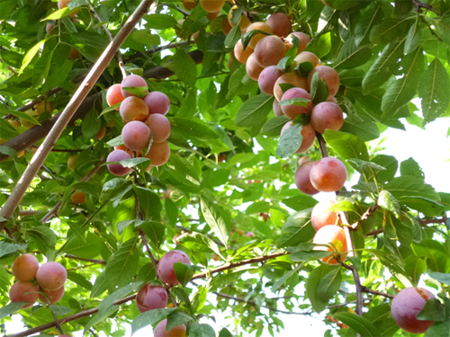 たくさんの実が枝をしならせてます。