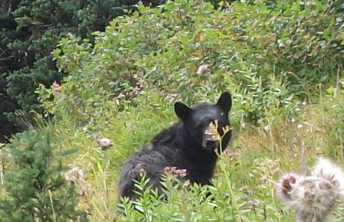 ハイキング中、クマに遭遇