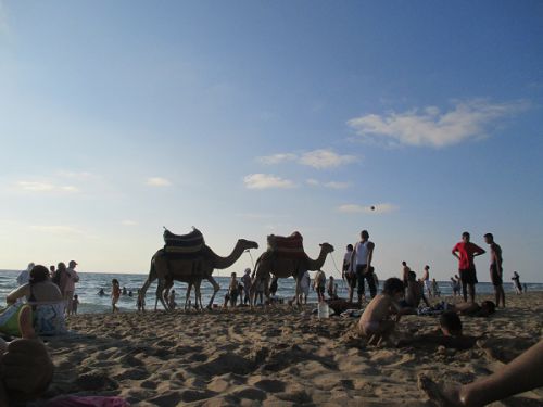 モロッコのビーチでは、らくだに出会える