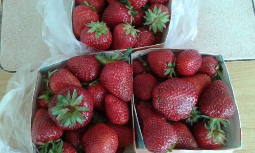 ７月下旬、例年より遅くイチゴ販売の真っ盛りです。