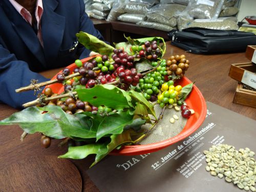 収穫された様々な種類のコーヒーの果実