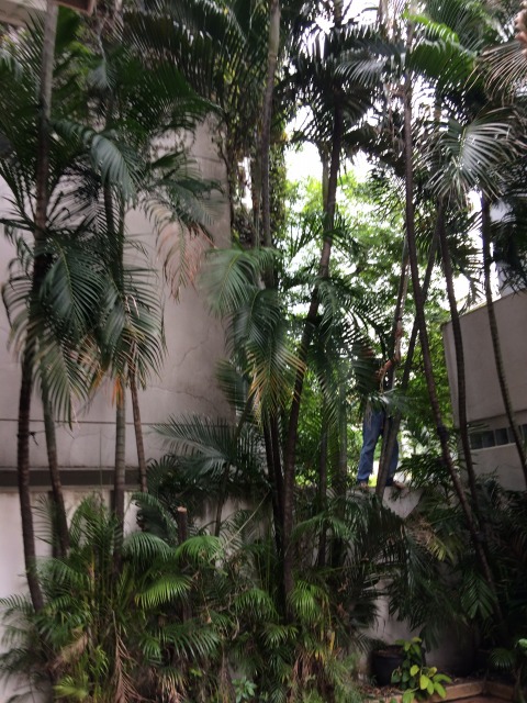 裸足で塀に登り木の密集度をチェックしているおじさん