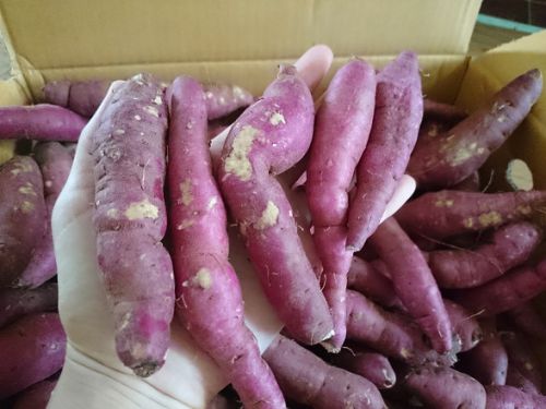 「細長」サイズが多かった今回。一口サイズは本来、ライターほどの大きさです。