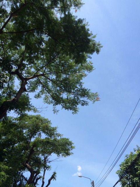 今日も快晴、とにかく暑い