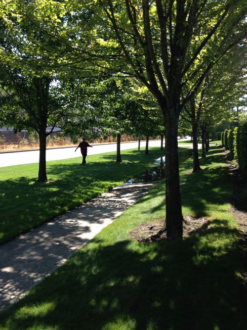 涼やかな風の抜ける木陰では、暑さのことを忘れてしまうほど