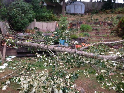 11月ごろは嵐が多いシアトルですが、今回のように夏に起こるのはまれでした。葉がまだたくさん木についていたので、風で揺さぶられ倒れた木も多かったようです