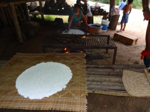 インディオの伝統的な主食タピオカ