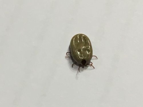 我が家の愛犬の血をたっぷり吸って膨張したマダニらしきもの