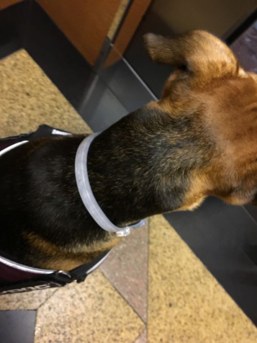 防ダニカラーを装着。他にも血液検査に投薬とけっこうな出費です。ダニのヤツメ…