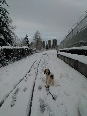 溶けかけたと思いきや、昨夜また降雪が
