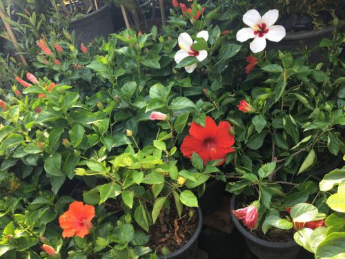 どの色を選ぼうか迷います