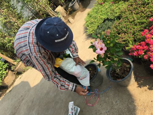 選んだ鉢を包んでくれるお店の人