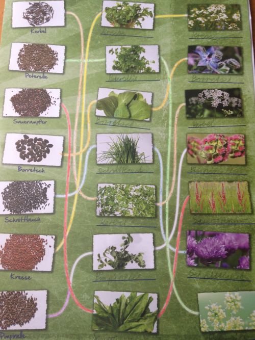 ７種類のハーブが入る、フランクフルト名物「グリューネゾーセ」。小学校でもらったハーブのパンフレット。