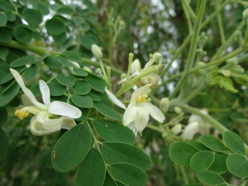 精力剤効果もあるモリンガの花