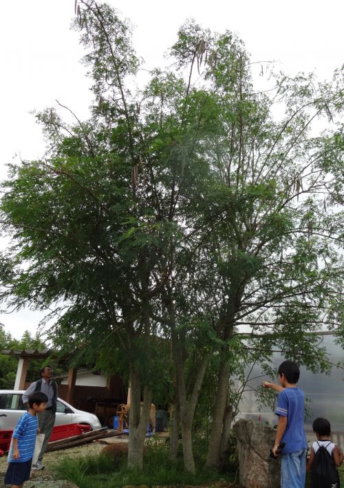 種をまいてから五年のモリンガ