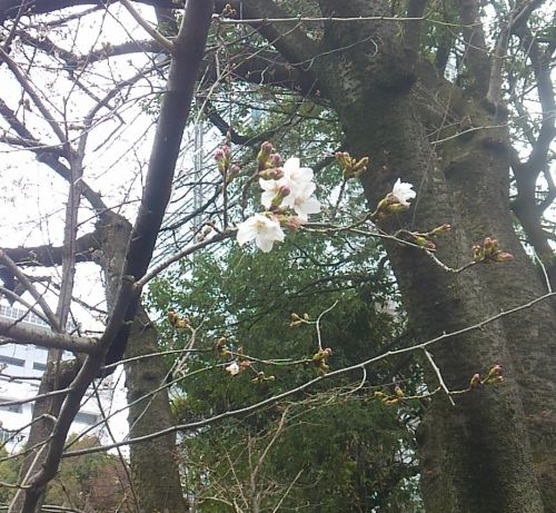 ちょっとだけ開花しています。