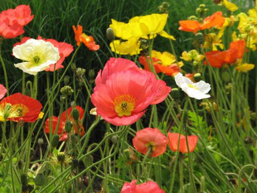 ポピーも色とりどり