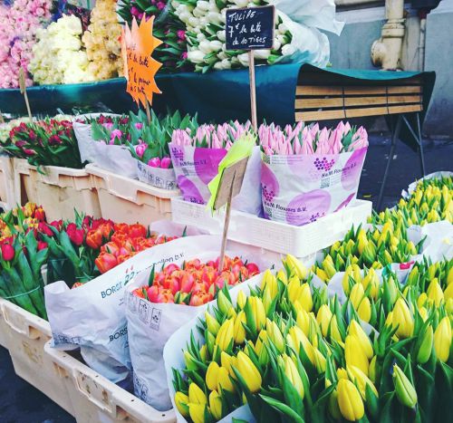 三月頭から今はチューリップも大人気！