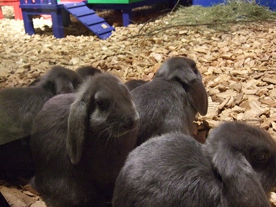 復活祭のシンボルといえば、タマゴ、ヒヨコ、そしてウサギ。「再生」「繁殖」を意味するそう。