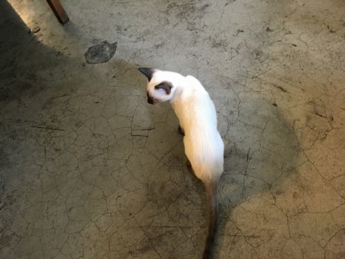 足元には可愛らしい子猫がウロウロ