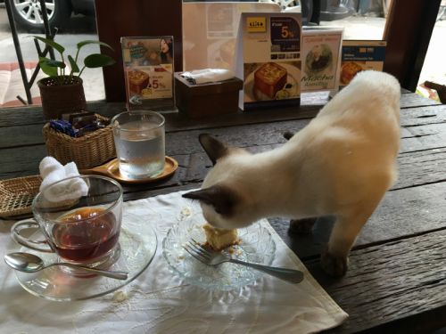 隙を見て私のケーキの匂いをチェックする子も　