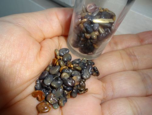 花に蚊の天敵であるレベルラ(トンボ)が集まるクロタラリアの種子