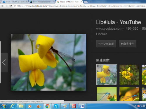 インターネットで確認できるクロタラリアとリベルラ