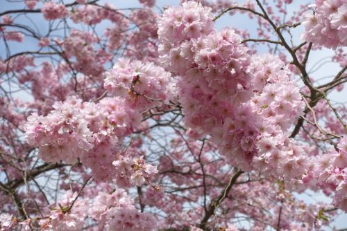 ピンクがかわいいフランスの桜