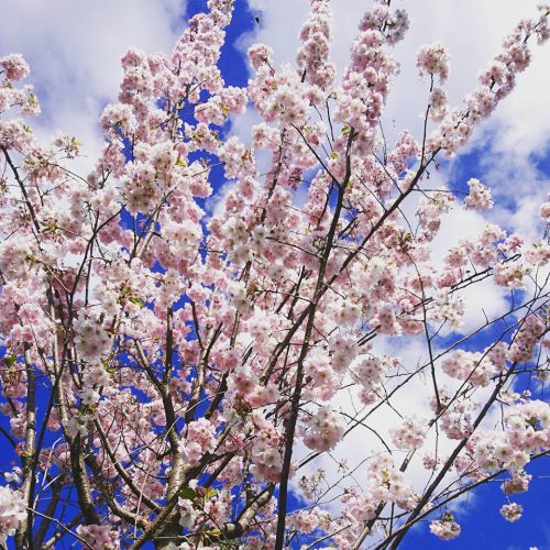 パリのソー公園の桜は、もうすぐ満開です