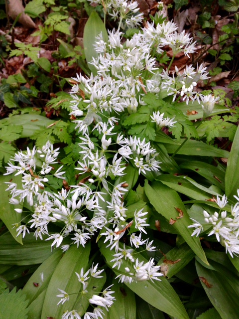 今、ベアラウホの花が満開です。