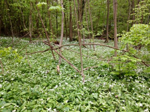 ４月下旬、今白い花が満開です。森の中はベアラウホの香りでいっぱいです。