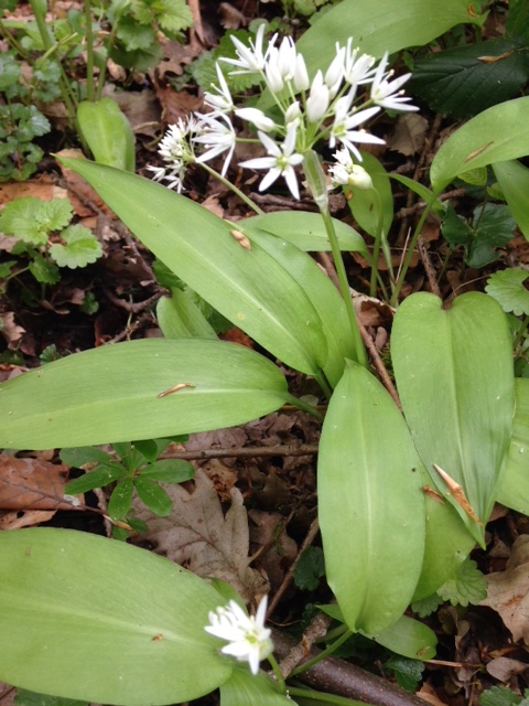 葉っぱを摘んで、スープやペーストにしてあるいは生でパンにのせて食べたりします。