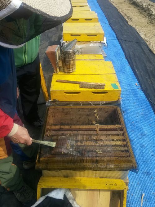 蜂の世話の実習中